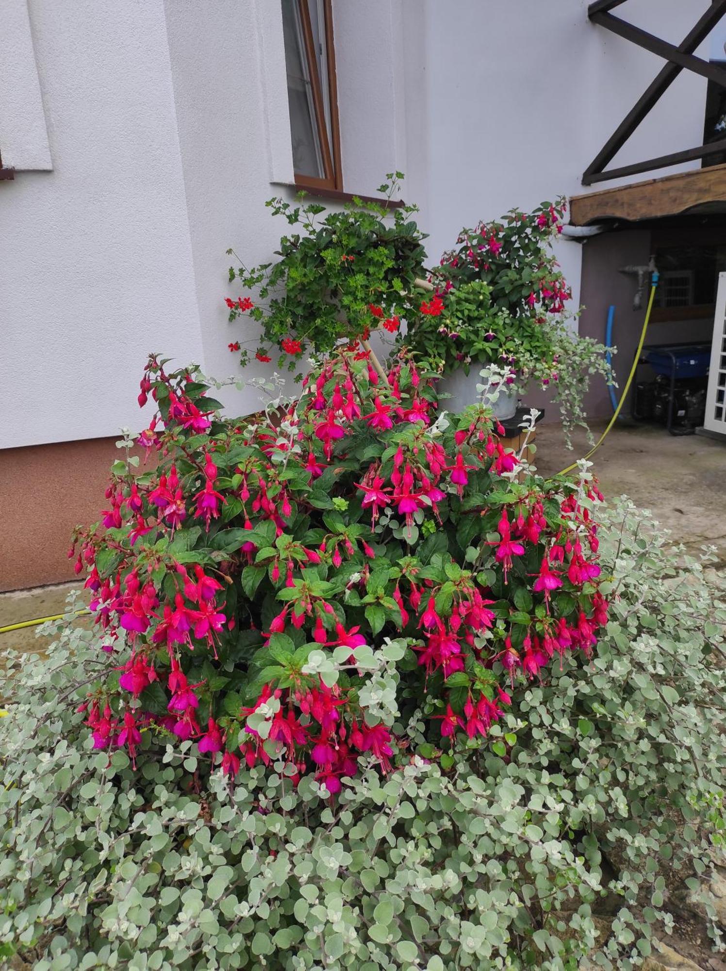 Stadnina koni Tarka Zwierzyniec Esterno foto